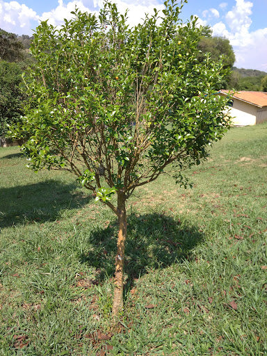 AGGREGATE EUGENIA (RIO GRANDE CHERRY)