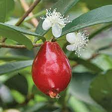 EUGENIA REINWARDTIANA (BEACH CEREZA)