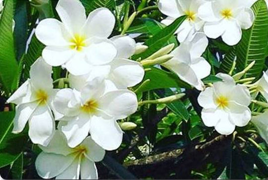 PLUMERIA RUBRA HONGKONG OBTUSA (HYBRID)