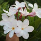 PLUMERIA RUBRA PINK PUDICA (IBRIDO)