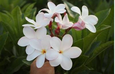 PLUMERIA RUBRA PINK PUDICA (HYBRID)