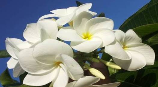 PLUMERIA RUBRA KHAO PUDICA 4 (HYBRID)