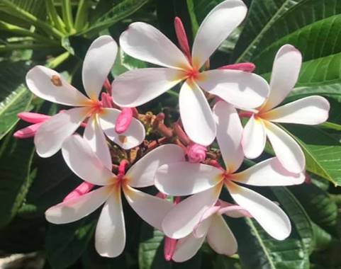 PLUMERIA OBTUSA DWARF SINGAPORE PINK