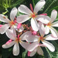 PLUMERIA OBTUSA DWARF SINGAPORE PINK