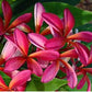 PLUMERIA RUBRA SAMKASAD AKA PET SAYRUNG