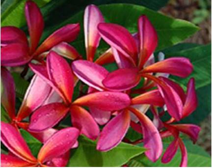 PLUMERIA RUBRA SAMKASAD AKA PET SAYRUNG