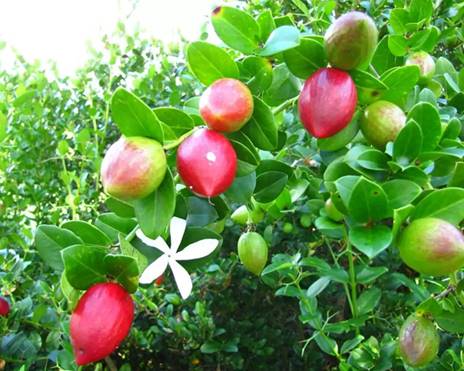 CARISSA MACROCARPA (PRUGNA DEL NATAL )