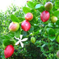 CARISSA MACROCARPA (NATAL PLUM)