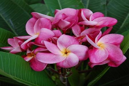 PLUMERIA RUBRA CHOMPOO BANNAGKAN