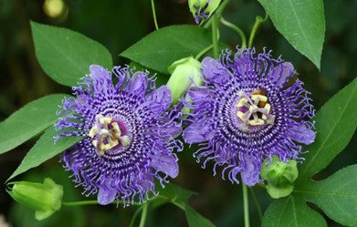 PASSION FLOWER FAIRY CONFETTI