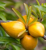 POUTERIA LUCUMA (LUCUMA)