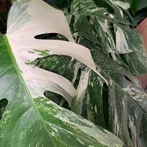 MONSTERA ALBO VARIEGATA