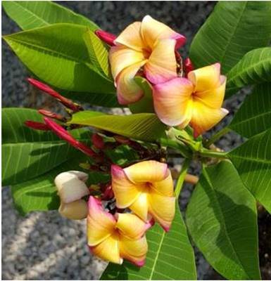 PLUMERIA RUBRA CUBA1