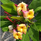 PLUMERIA RUBRA CUBA1