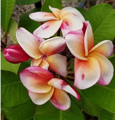 PLUMERIA RUBRA CHARLIE EBDO