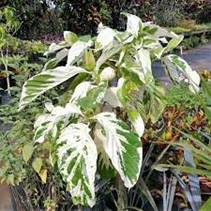 MORINDA CITRIFOLIA VARIEGATO (NONI)