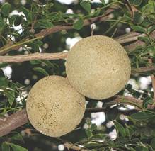 LIMONIA ACIDISSIMA (WOOD APPLE)