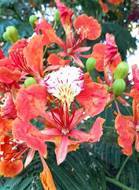 DELONIX REGIA (FLAMBOYANT)