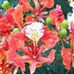 DELONIX REGIA (FLAMBOYANT)