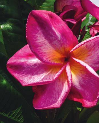 PLUMERIA RUBRA DYNAMITE