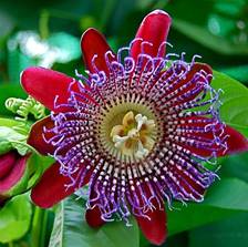 PASSIFLORA QUADRANGULARIS (BADEA)