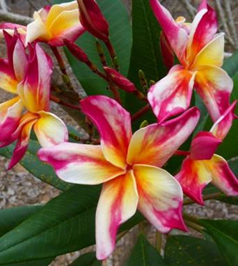 PLUMERIA RUBRA DRAGON TEARS