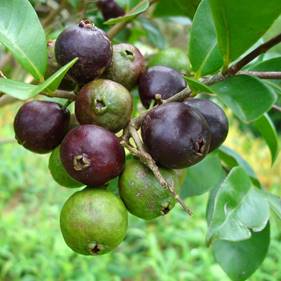 PSDIUM EUGENIAEFOLIA (PURPLE GUAY DRESS)