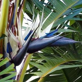 STERLITZIA AUGUSTA (BIRD OF PARADISE)