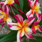 PLUMERIA RUBRA DRAGON TEARS