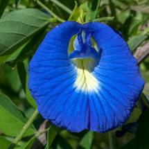 CLITORIA TERNATEA