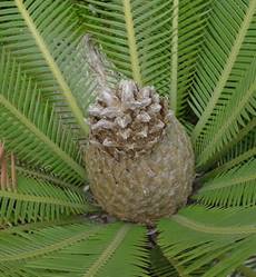 DIOON EDULE