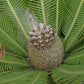 DIOON EDULE