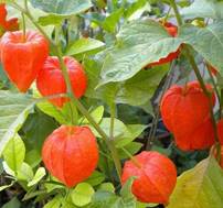 PHYSALIS ALCHECHENGI