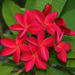 PLUMERIA RUBRA DAENG SAYAM AKA SIAM RED