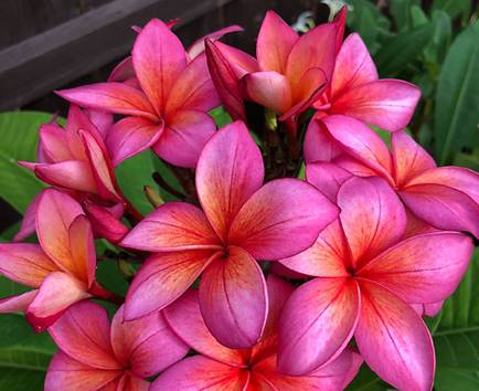 PLUMERIA RUBRA EPIC