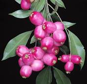 SYZYGIUM PANICULATUM (LILLI PILLI MAGENTA)