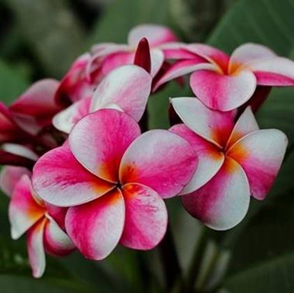 PLUMERIA RUBRA ELSIE