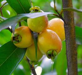 SYZYGIUM JAMBOS (MELAROSA)