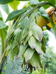 ENSETE GLAUCUM (ORNAMENTAL SNOW BANANA)