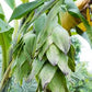 ENSETE GLAUCUM (ORNAMENTAL SNOW BANANA)