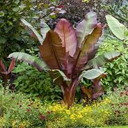 ENSETE VENTRICOSUM MAURELII