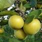 DOVYALIS CAFFRA (KEI APPLE)