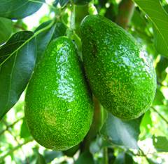 PERSEA AMERICANA VAR. ETTINGER (AVOCADO) - GRUPPO B