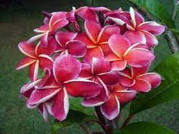 PLUMERIA RUBRA GINA