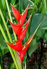 HELICONIA BIHAI