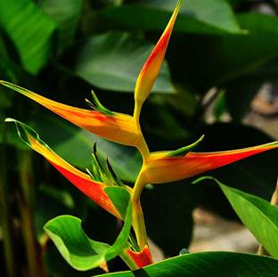 HELICONIA LATISPATHA