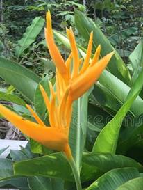 HELICONIA PSITTACORUM CV. YELLOW PARROT