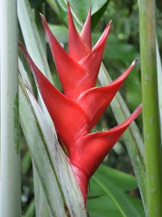 HELICONIA CARIBAEA