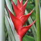 HELICONIA CARIBAEA