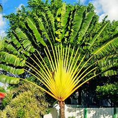 RAVENALA MADASCARIENSIS (TRAVELER'S PALM)